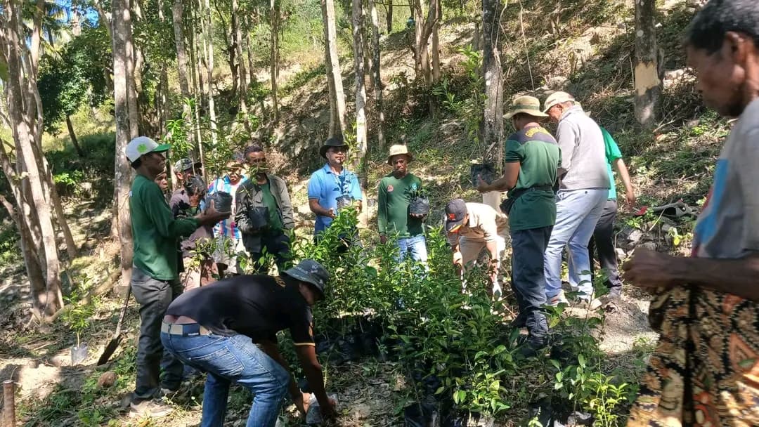 富南布拉斯公司投资种植143棵萨布拉卡树苗