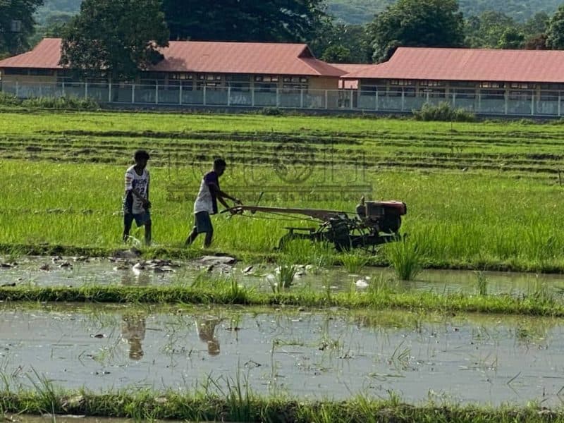 科瓦利马农民启动2026年首季水稻种植