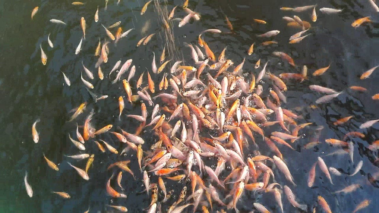 包考市向养鱼户分发1200尾鱼苗