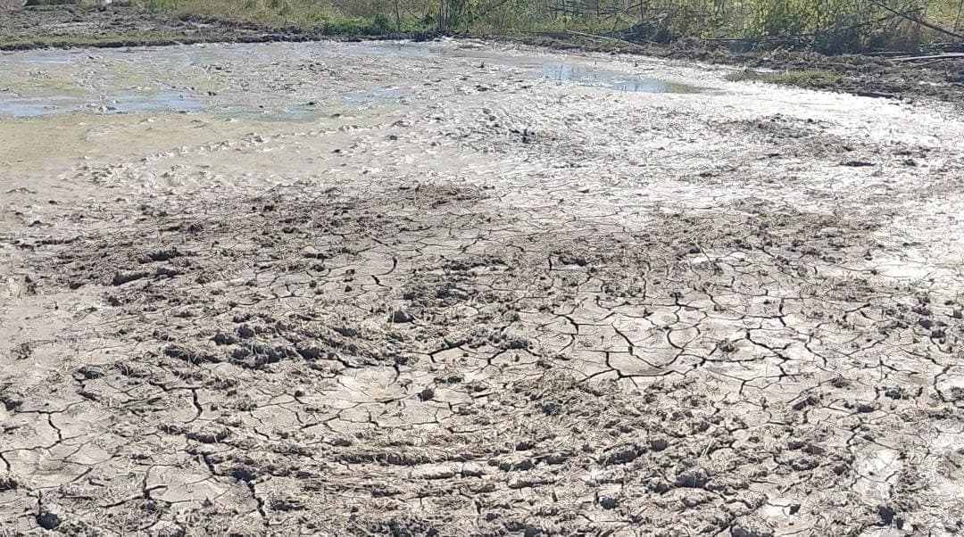 议员：尽快解决巴伊杜布稻田缺水问题