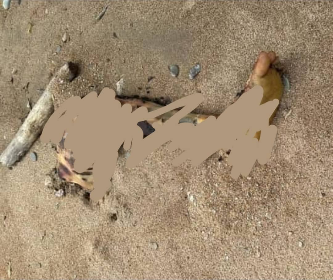 东帝汶男子捕鱼遭鳄鱼袭击，三天后遗体被发现
