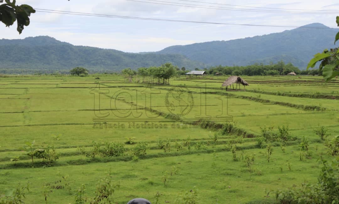 灌溉系统失灵，梅利戈200公顷稻田荒废