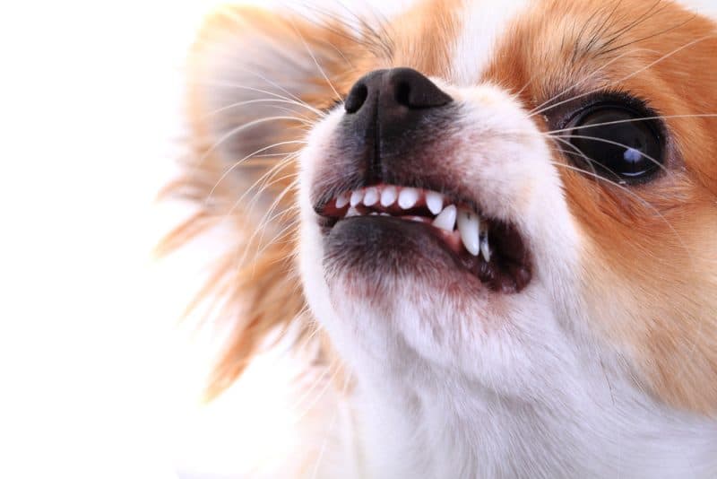 奥苏卫生中心：狗咬伤15人，未发现狂犬病