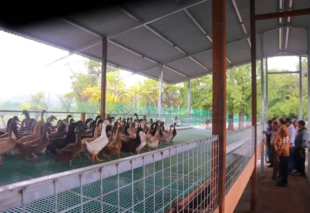 RAEOA养殖1000只家禽支持学校午餐项目
