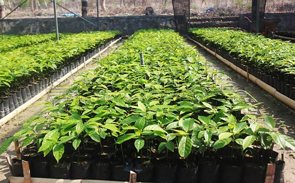 MAPPF苗圃中心今年计划生产40万棵树苗