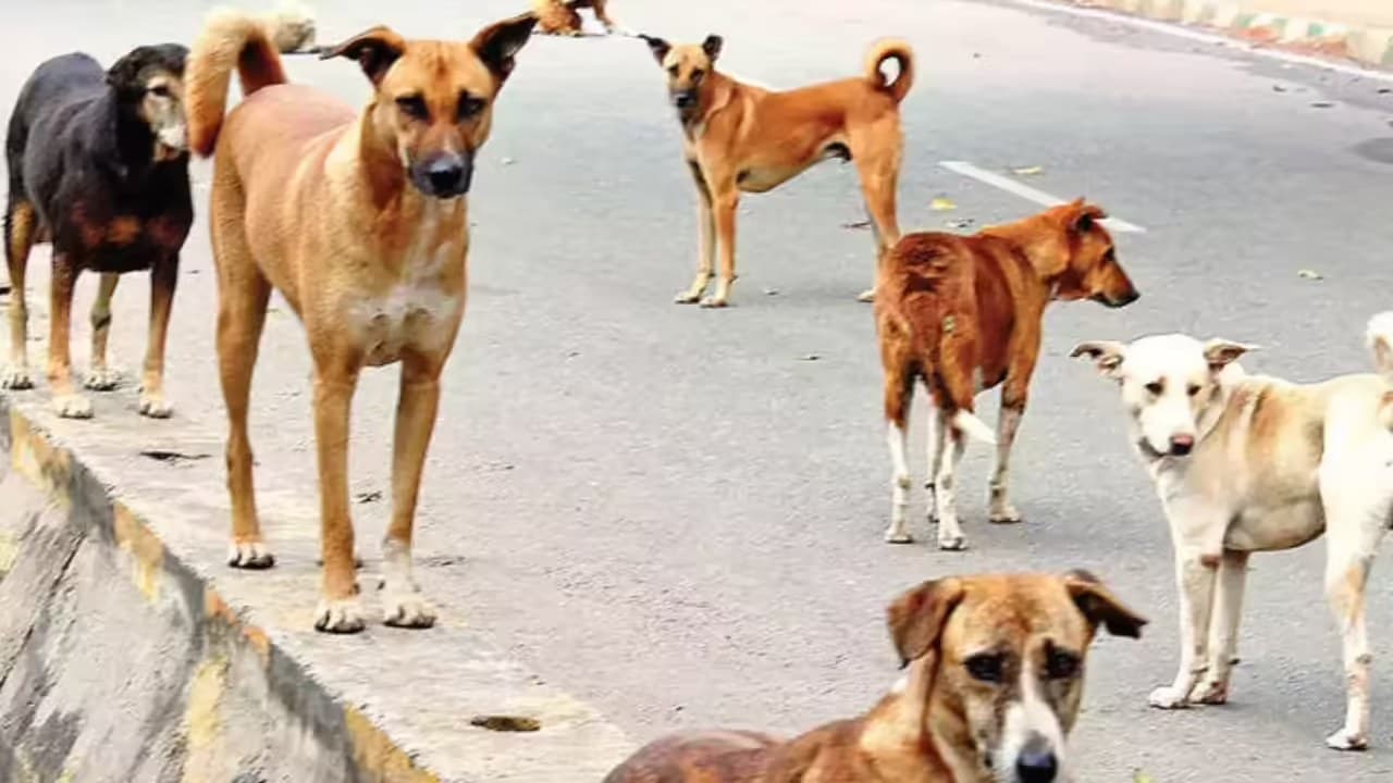 博博纳罗社区呼吁当局整治流浪狗防狂犬病
