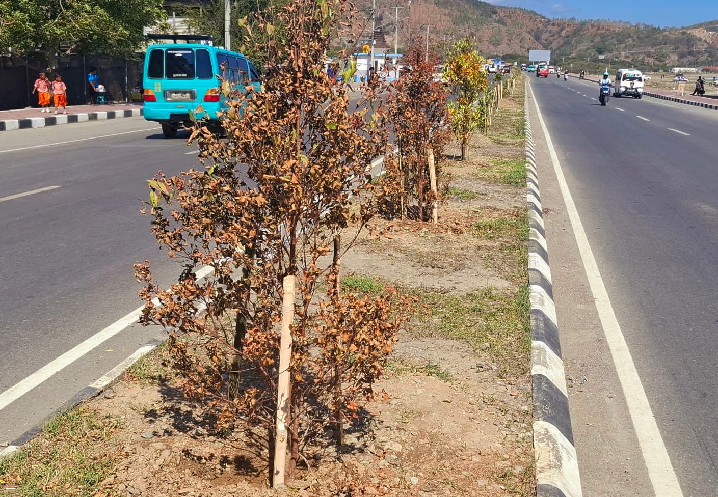 塔西图卢新栽树苗因土壤问题枯萎