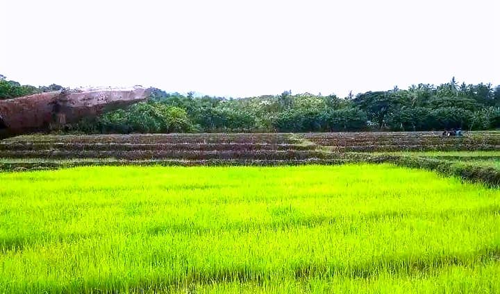 马卡迪克村长:萨凯图河洪水威胁100公顷稻田