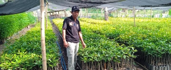 维凯克林业部门:已备好3万棵树苗免费分发
