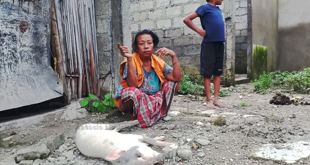东帝汶乌玛乌因克拉伊乡猪瘟致200多头猪死亡