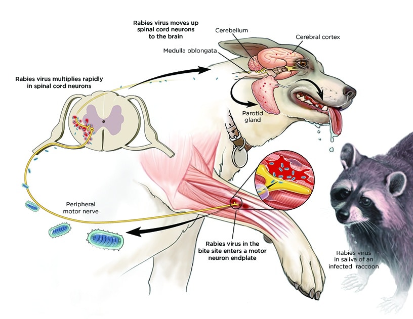 MAPPF:边境地区狂犬病阳性犬只达54例