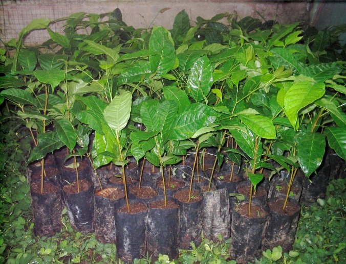 AMKTL主席：已种植3000多棵桃花心木