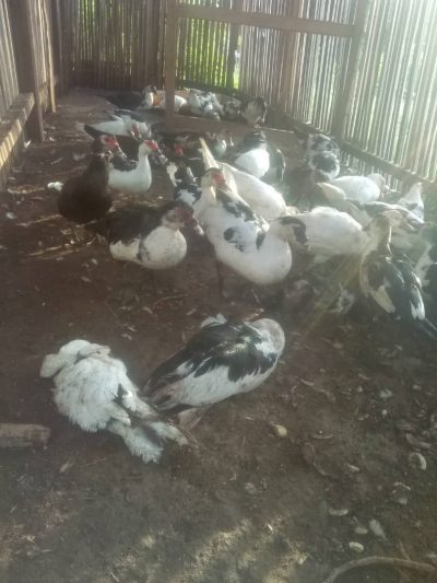 SEFOPE向7个自主就业团体提供资金支持