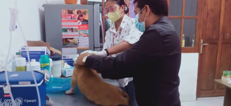 东帝汶已为3500余只狗接种狂犬病疫苗