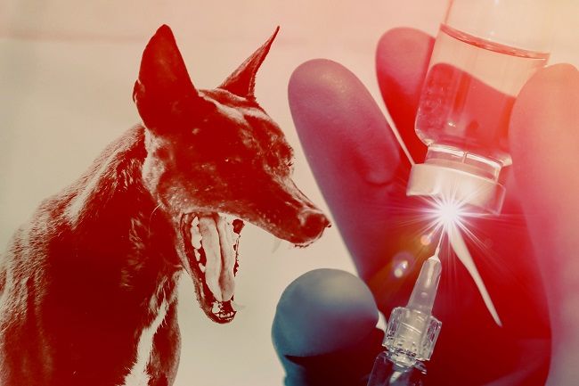 包考BAZERA团队将入户为犬只接种狂犬疫苗