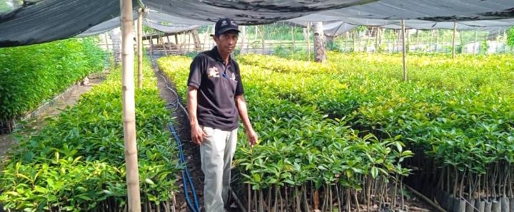 维凯克林业部门:已备好3万棵树苗免费分发