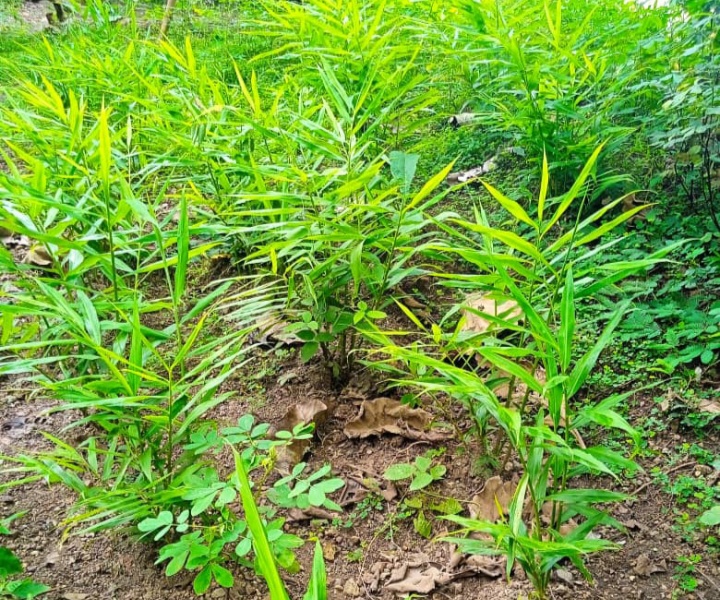 拉克卢塔青年自发种植花生一公顷