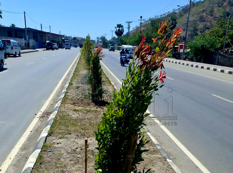 罗贝纳公司:在总统府道路种植825株红芽树