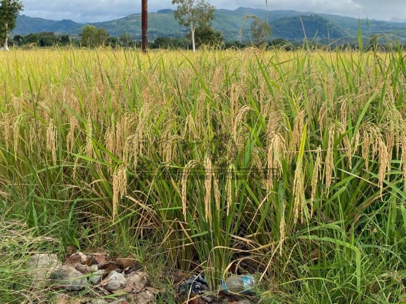 博博纳鲁首季水稻产量达每公顷3.8吨