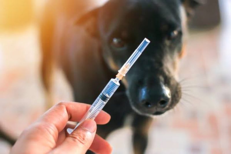 马利亚纳17名狗咬伤患者因疫苗缺货未完成接种