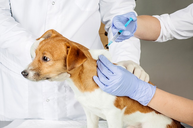 INFPM主任:狂犬病疫苗库存仅剩20瓶