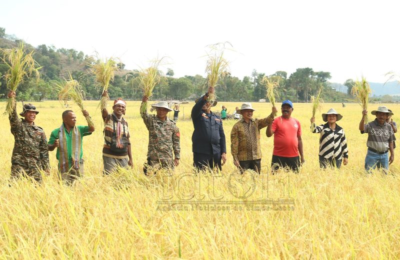 欧库西农业秘书：15公顷荒废稻田复耕收获
